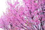 晚安家居日志-2025湘江新区·晚安樱花【图1】